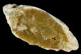 Fossil Clam with Fluorescent Calcite Crystals - Ruck's Pit, FL #177739-2